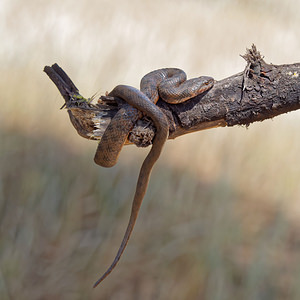 Natrix maura (Natricidae)  - Couleuvre vipérine - Viperine Snake El Condado [Espagne] 10/05/2015 - 40m