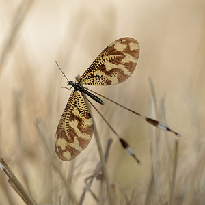 Nemoptera bipennis (Nemopteridae)  El Condado [Espagne] 09/05/2015 - 10m