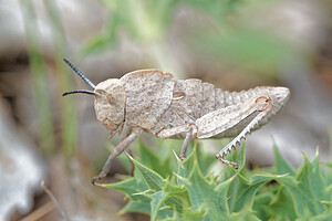 Ocnerodes brunneri (Pamphagidae)  Jaen [Espagne] 04/05/2015 - 1310m