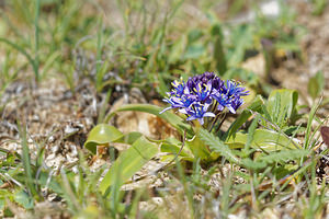 Oncostema peruviana (Asparagaceae)  - Scille du Pérou, Oncostème du Pérou - Portugese Squill Sierra de Cadix [Espagne] 08/05/2015 - 810m