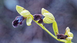 Ophrys algarvensis (Orchidaceae)  - Ophrys d'Algarve Valle del Guadalhorce [Espagne] 08/05/2015 - 340m