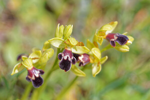 Ophrys algarvensis (Orchidaceae)  - Ophrys d'Algarve Sierra de Cadix [Espagne] 08/05/2015 - 800m