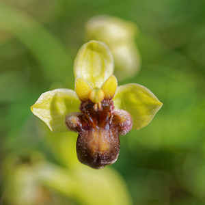 Ophrys bombyliflora (Orchidaceae)  - Ophrys bombyle Sierra de Cadix [Espagne] 08/05/2015 - 810m