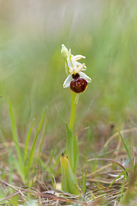 Ophrys castellana (Orchidaceae)  Jaen [Espagne] 05/05/2015 - 1260m