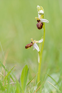 Ophrys castellana (Orchidaceae)  Jaen [Espagne] 05/05/2015 - 1260m