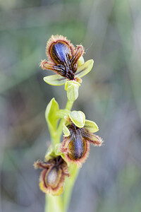 Ophrys speculum subsp. Lusitanica (Orchidaceae)  - Ophrys  du Portugal Nororma [Espagne] 05/05/2015 - 610m