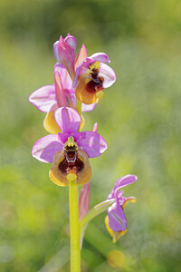 Ophrys tenthredinifera subsp. ficalhoana (Orchidaceae)  - Ophrys de Ficalho Sierra de Cadix [Espagne] 08/05/2015 - 810m