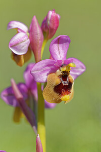 Ophrys tenthredinifera subsp. ficalhoana Ophrys de Ficalho