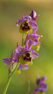 Ophrys tenthredinifera subsp. ficalhoana (Orchidaceae)  - Ophrys de Ficalho Sierra de Cadix [Espagne] 09/05/2015 - 880m