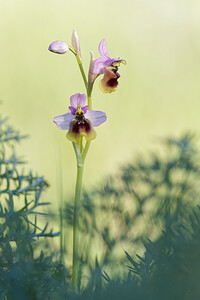 Ophrys tenthredinifera subsp. ficalhoana (Orchidaceae)  - Ophrys de Ficalho Sierra de Cadix [Espagne] 09/05/2015 - 890m