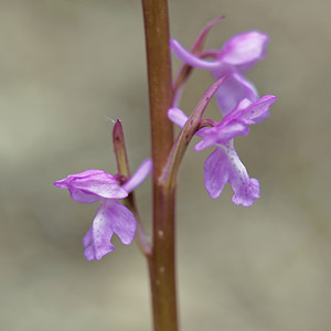 Orchis langei (Orchidaceae)  - Orchis de Lange, Orchis d'Espagne Jaen [Espagne] 05/05/2015 - 1260m