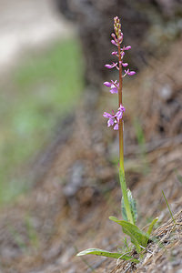 Orchis langei (Orchidaceae)  - Orchis de Lange, Orchis d'Espagne Jaen [Espagne] 05/05/2015 - 1260m