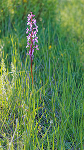 Orchis langei (Orchidaceae)  - Orchis de Lange, Orchis d'Espagne Sierra de Cadix [Espagne] 08/05/2015 - 1000m