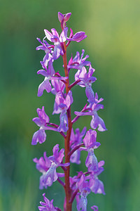 Orchis langei (Orchidaceae)  - Orchis de Lange, Orchis d'Espagne Sierra de Cadix [Espagne] 08/05/2015 - 1010m