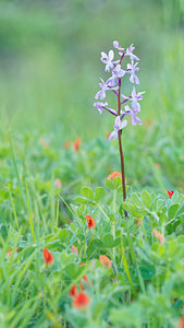 Orchis langei (Orchidaceae)  - Orchis de Lange, Orchis d'Espagne Sierra de Cadix [Espagne] 08/05/2015 - 1010m