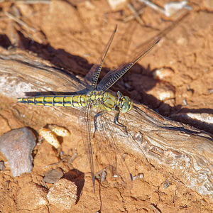 Orthetrum cancellatum (Libellulidae)  - Orthétrum réticulé - Black-tailed Skimmer Costa del Sol Occidental [Espagne] 07/05/2015 - 370m