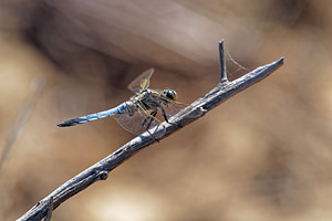 Orthetrum cancellatum (Libellulidae)  - Orthétrum réticulé - Black-tailed Skimmer El Condado [Espagne] 10/05/2015 - 20m