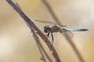 Orthetrum cancellatum (Libellulidae)  - Orthétrum réticulé - Black-tailed Skimmer El Condado [Espagne] 10/05/2015 - 20m