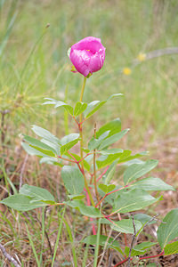 Paeonia coriacea (Paeoniaceae)  Jaen [Espagne] 04/05/2015 - 1310m