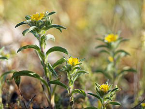 Pallenis spinosa (Asteraceae)  - Pallénide épineuse, Pallénis épineux, Astérolide épineuse Nororma [Espagne] 06/05/2015 - 700m