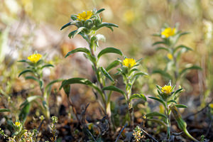 Pallenis spinosa (Asteraceae)  - Pallénide épineuse, Pallénis épineux, Astérolide épineuse Nororma [Espagne] 06/05/2015 - 700m