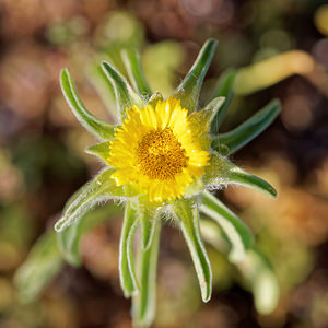 Pallenis spinosa (Asteraceae)  - Pallénide épineuse, Pallénis épineux, Astérolide épineuse Nororma [Espagne] 06/05/2015 - 700m