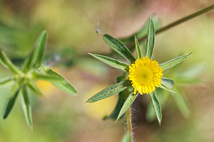Pallenis spinosa (Asteraceae)  - Pallénide épineuse, Pallénis épineux, Astérolide épineuse Nororma [Espagne] 06/05/2015 - 520m