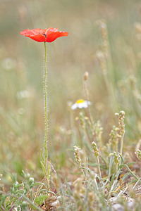 Papaver rhoeas (Papaveraceae)  - Coquelicot, Grand coquelicot, Pavot coquelicot - Common Poppy Valence [Espagne] 04/05/2015 - 450m