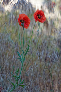 Papaver rhoeas (Papaveraceae)  - Coquelicot, Grand coquelicot, Pavot coquelicot - Common Poppy Comarca de Alhama [Espagne] 12/05/2015 - 880m