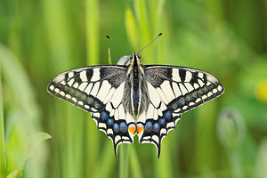 Papilio machaon (Papilionidae)  - Machaon, Grand Porte-Queue Pyrenees-Orientales [France] 02/05/2015 - 40m