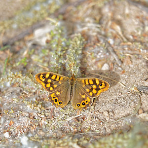 Pararge aegeria (Nymphalidae)  - Tircis, Argus des Bois, Égérie - Speckled Wood Valence [Espagne] 04/05/2015 - 440m