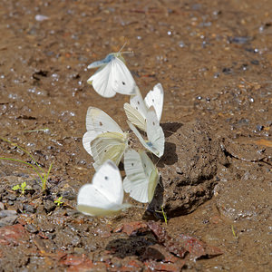 Pieris rapae (Pieridae)  - Piéride de la Rave, Petit Blanc du Chou, Petite Piéride du Chou - Small White Comarca de la Alpujarra Granadina [Espagne] 13/05/2015 - 1540m