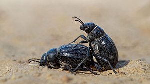 Pimelia costata (Tenebrionidae)  El Condado [Espagne] 09/05/2015 - 10m