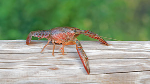 Procambarus clarkii (Cambaridae)  - Écrevisse de Louisiane, Écrevisse rouge de Louisiane, Écrevisse rouge des marais - Red swamp crayfish, Louisiana crayfish Valence [Espagne] 04/05/2015 - 440m