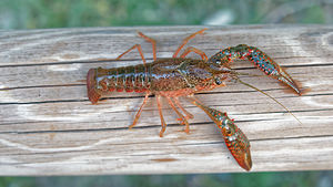 Procambarus clarkii (Cambaridae)  - Écrevisse de Louisiane, Écrevisse rouge de Louisiane, Écrevisse rouge des marais - Red swamp crayfish, Louisiana crayfish Valence [Espagne] 04/05/2015 - 440m