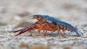 Procambarus clarkii (Cambaridae)  - Écrevisse de Louisiane, Écrevisse rouge de Louisiane, Écrevisse rouge des marais - Red swamp crayfish, Louisiana crayfish Valence [Espagne] 04/05/2015 - 440m