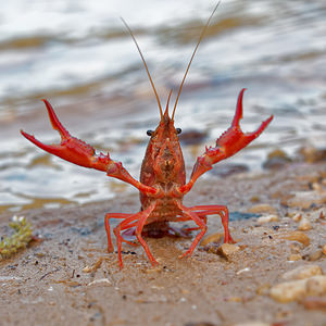 Procambarus clarkii (Cambaridae)  - Écrevisse de Louisiane, Écrevisse rouge de Louisiane, Écrevisse rouge des marais - Red swamp crayfish, Louisiana crayfish Valence [Espagne] 04/05/2015 - 440m