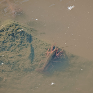 Procambarus clarkii (Cambaridae)  - Écrevisse de Louisiane, Écrevisse rouge de Louisiane, Écrevisse rouge des marais - Red swamp crayfish, Louisiana crayfish El Condado [Espagne] 10/05/2015