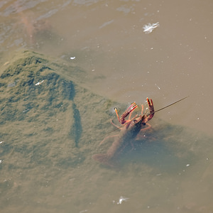 Procambarus clarkii (Cambaridae)  - Écrevisse de Louisiane, Écrevisse rouge de Louisiane, Écrevisse rouge des marais - Red swamp crayfish, Louisiana crayfish El Condado [Espagne] 10/05/2015