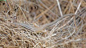 Psammodromus algirus (Lacertidae)  - Psammodrome algire - Large Psammodromus Albacete [Espagne] 04/05/2015 - 450m