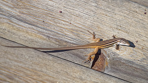 Psammodromus algirus (Lacertidae)  - Psammodrome algire - Large Psammodromus El Condado [Espagne] 10/05/2015 - 20m