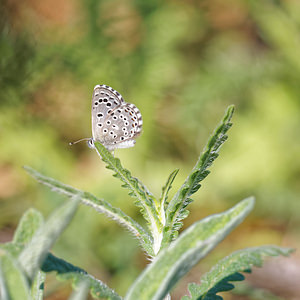 Pseudophilotes abencerragus (Lycaenidae)  - Azuré de la cléonie, Azuré de Pierret Nororma [Espagne] 06/05/2015 - 700m