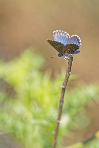 Pseudophilotes abencerragus (Lycaenidae)  - Azuré de la cléonie, Azuré de Pierret Nororma [Espagne] 06/05/2015 - 700m