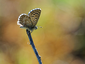 Pseudophilotes abencerragus Azuré de la cléonie, Azuré de Pierret