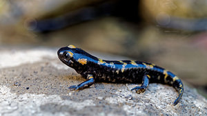 Salamandra salamandra (Salamandridae)  - Salamandre tachetée - Fire Salamander Sierra de Cadix [Espagne] 09/05/2015 - 870m