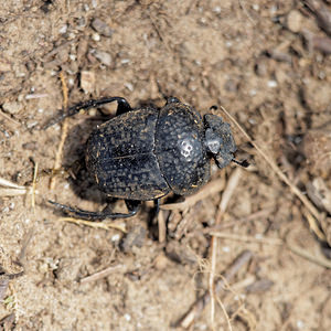 Scarabaeus (Ateuchetus) cicatricosus (Scarabaeidae)  El Condado [Espagne] 09/05/2015 - 10m