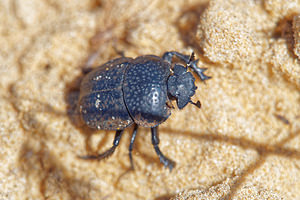 Scarabaeus variolosus (Scarabaeidae)  El Condado [Espagne] 10/05/2015 - 20m