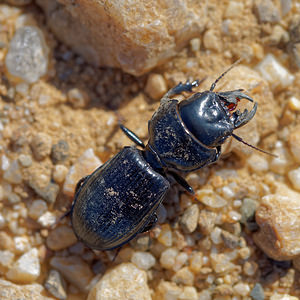 Scarites cyclops (Carabidae)  El Condado [Espagne] 10/05/2015 - 20m