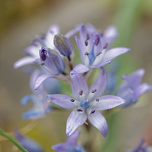 Scilla reverchonii (Asparagaceae)  - Jacinto de Cazorla Jaen [Espagne] 05/05/2015 - 1240m