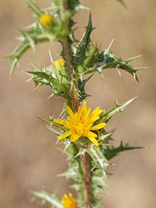 Scolymus hispanicus (Asteraceae)  - Scolyme d'Espagne, Chardon d'Espagne - Golden Thistle El Condado [Espagne] 09/05/2015 - 10m